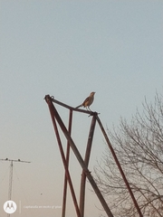 Mimus saturninus