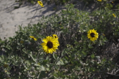 Helianthus niveus