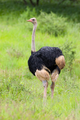 Struthio camelus australis