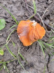 Hypomyces lactifluorum