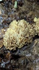 Ramaria stricta
