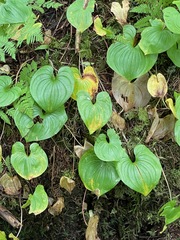 Maianthemum dilatatum