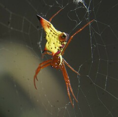 Micrathena sagittata