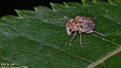 Exechesops leucopis