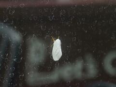 Lymantriinae