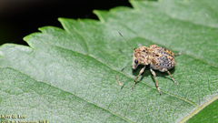 Exechesops leucopis