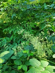 Aralia elata