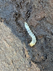 Synchroidae