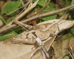 Xyleus discoideus