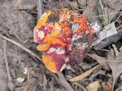 Hypomyces lactifluorum