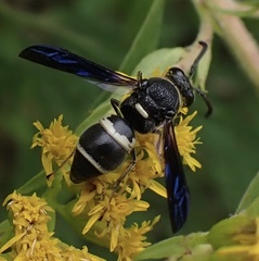 Euodynerus megaera