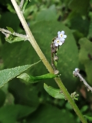 Myosotis arvensis
