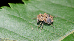 Exechesops leucopis