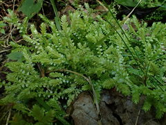 Selaginella apoda