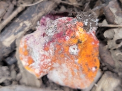 Hypomyces lactifluorum