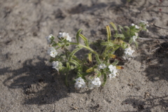 Plagiobothrys collinus