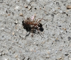 Formica pallidefulva