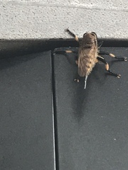 Promachus rufipes