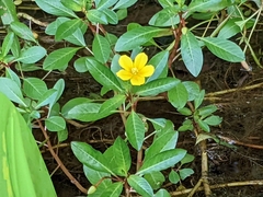 Ludwigia peploides