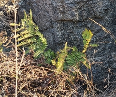 Dryopteris arguta