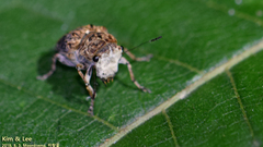 Exechesops leucopis
