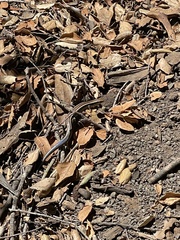 Plestiodon skiltonianus