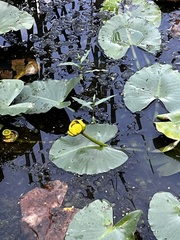 Nuphar advena