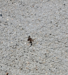 Formica pallidefulva