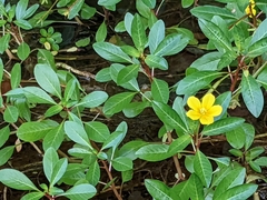 Ludwigia peploides