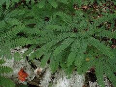 Adiantum pedatum