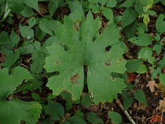 Sanguinaria canadensis