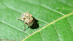 Exechesops leucopis