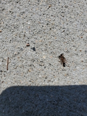 Formica pallidefulva