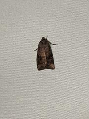 Eriopygini