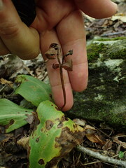 Galearis spectabilis