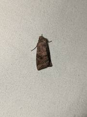 Eriopygini