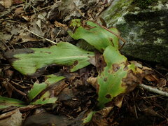 Galearis spectabilis