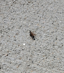 Formica pallidefulva