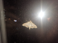 Cydalima perspectalis