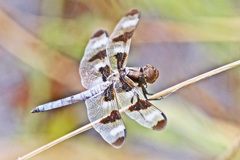 Libellula pulchella