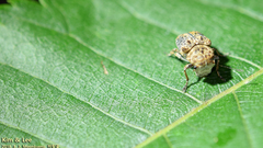 Exechesops leucopis