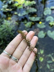 Utricularia macrorhiza