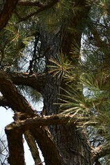 Pinus taeda
