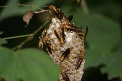 Polistes instabilis