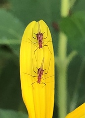 Uroleucon obscuricaudatum