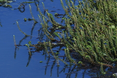 Myriophyllum