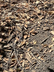 Plestiodon skiltonianus