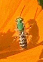 Agapostemon texanus