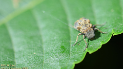 Exechesops leucopis
