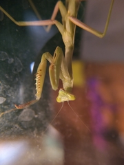 Stagmomantis limbata